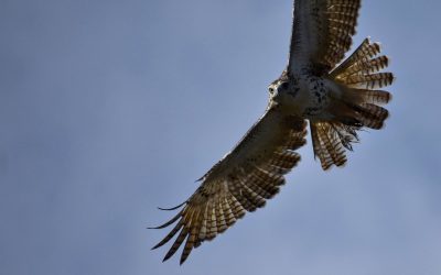 September Hawkwatch, Canoe Trip, Garden Safari + More!