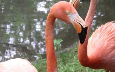 Lecture: Love is for the Birds with Dr. Alan Clark