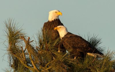 February Environmental Education: What to Do