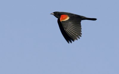 April Environmental Education: What to Do