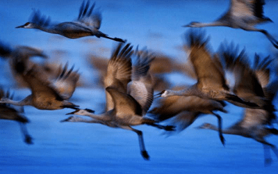 Lecture: A Special Night with David J. Ringer