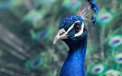 Public Lecture: The Bronx Zoo Tales by Kevin Hils