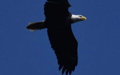 February Environmental Education: What to Do