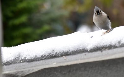 January Environmental Education: What to Do