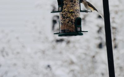 CITIZEN SCIENCE: The Great Backyard Bird Count