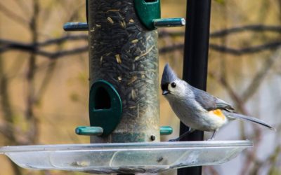 Spring Seed Sale Shop is Open!