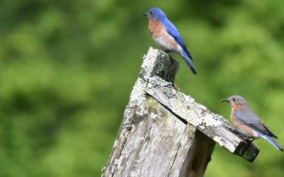 April Environmental Education: Bird Walks, Nature Hikes, Lectures