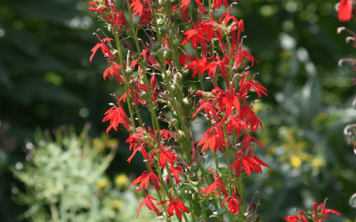 Spring Open House @ Bylane Farm