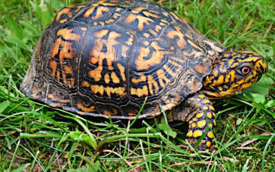 Lecture: Kendall O’Connell on Freshwater Turtles in New York