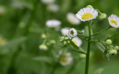 August Nature Walks and More!