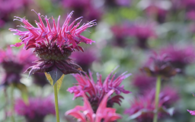 Workshop: Pollinator Planting