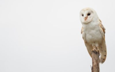 Burritos for Barn Owls – A Fundraiser