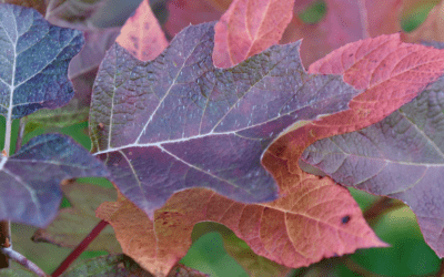 October Programming – Walks, Lectures, Field Trips!