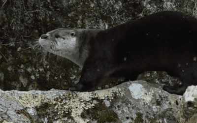 November Lecture: Learn About Local River Otters