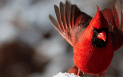 It’s Christmas Bird Count Time!