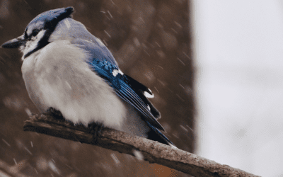 January Environmental Education: What to Do