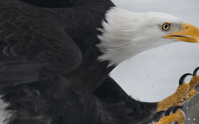 February Environmental Education: What to Do