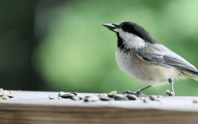 Spring Seed Sale Shop is Open!