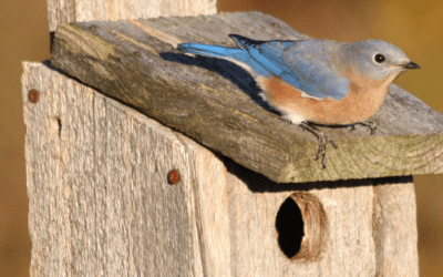 Spring has Sprung: May Programs