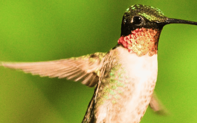 Welcoming Summer’s Sunny Days: June Programs