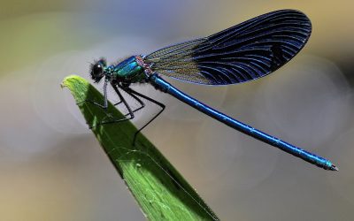 August Bird Walks and More!