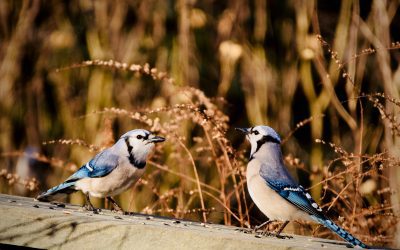 Fall Seed Sale Shop is Open!