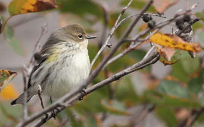 October Field Trips, Special Events + Workshops!