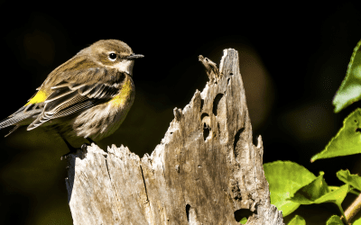 November Environmental Programming