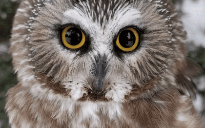 ‘Tis the Season for December Environmental Education!