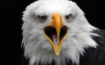 Nature in the New Year: January Programming