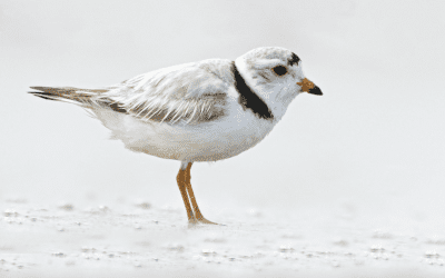 Connecting with Nature: February Programs