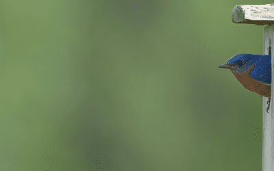 Interactive VIRTUAL Workshop: All About Bluebirds