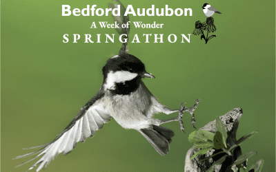 A Week of Wonder SPRINGATHON