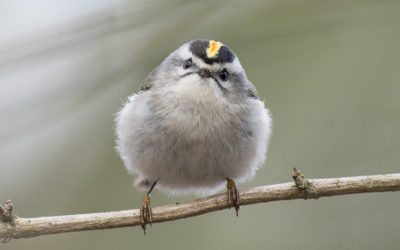 A FLICKER of Hope: April Programs