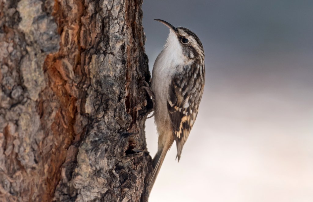 Brown Creeper