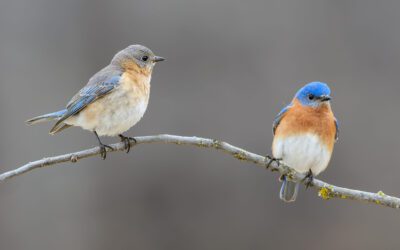 VIRTUAL Public Lecture: Bluebirds – and More!