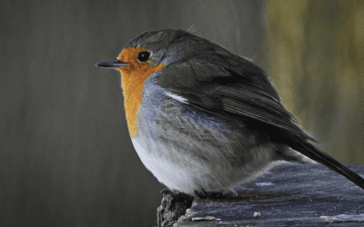 Melanie Brocklehurst on Birds, Roots, and Connections