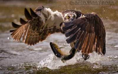 Public Lecture: Carl D. Walsh