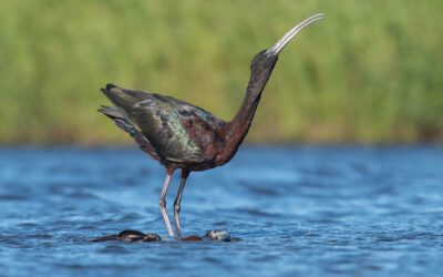 Summer Souvenirs: August Events