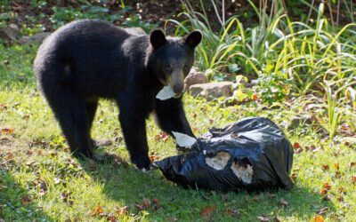 Public Lecture: A Birder’s Guide to Dealing with Bears with Budd Veverka