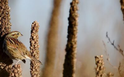 Fall For Nature: November Programs