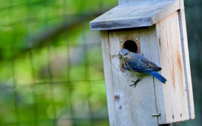 Workshop: All About Bluebirds