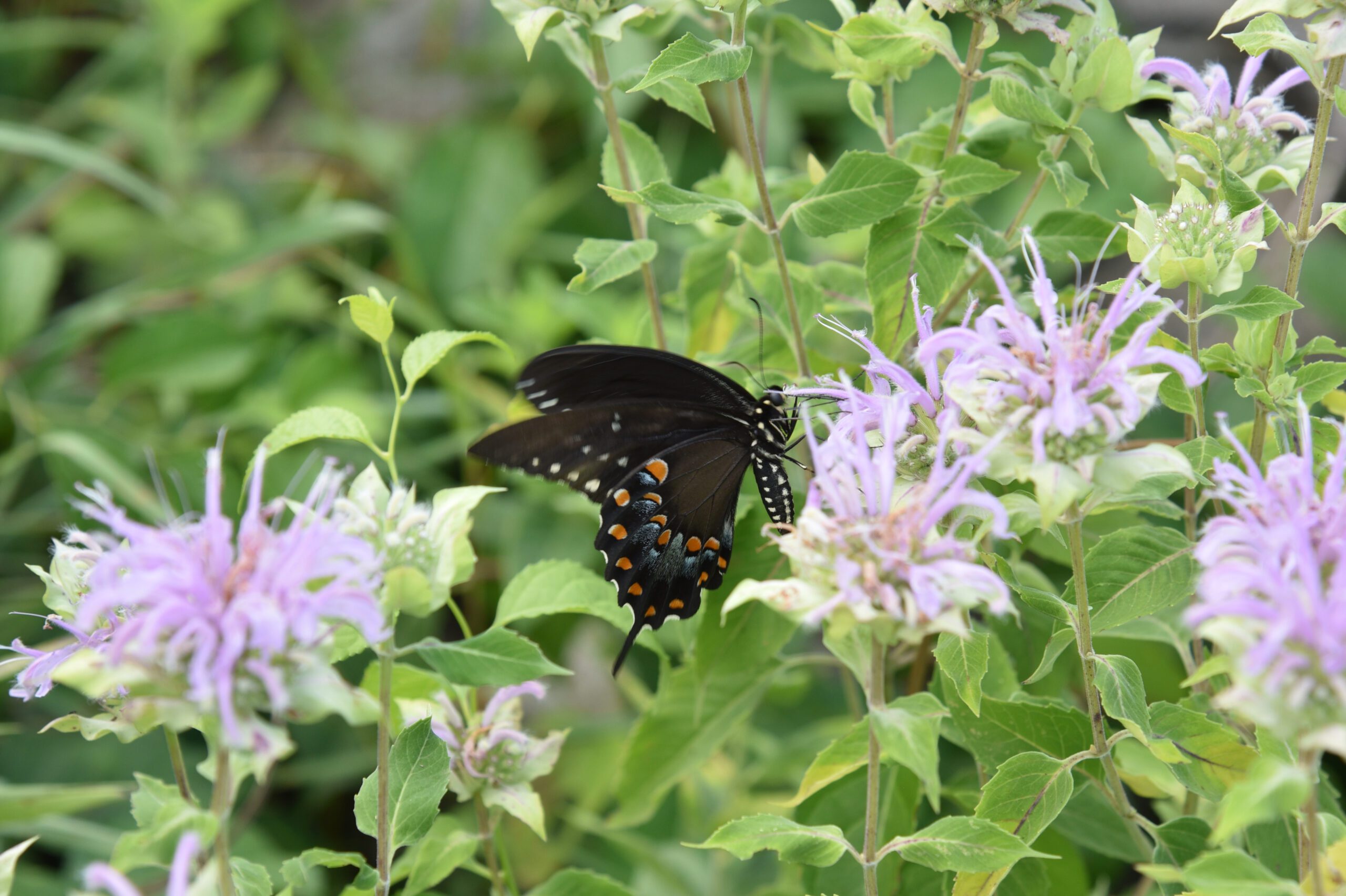 Bedford Audubon Society » 2024 Summer Garden Internship