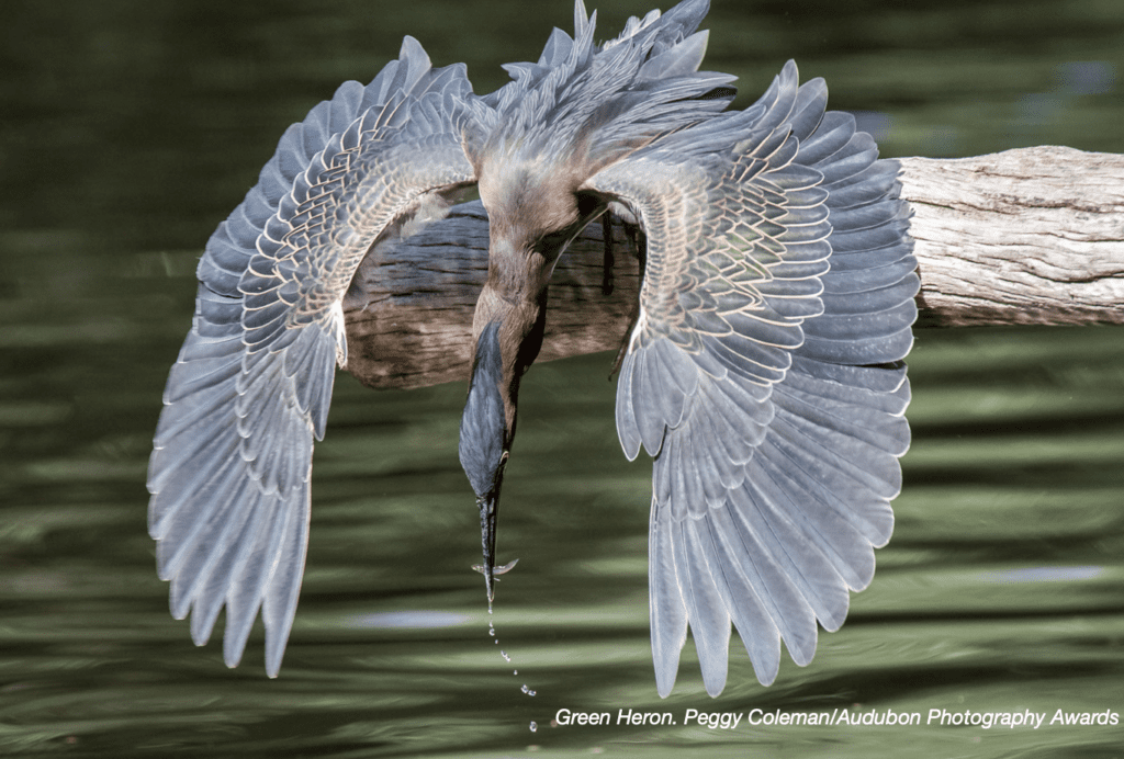 Bedford Audubon Society Migrate To Our April Programs