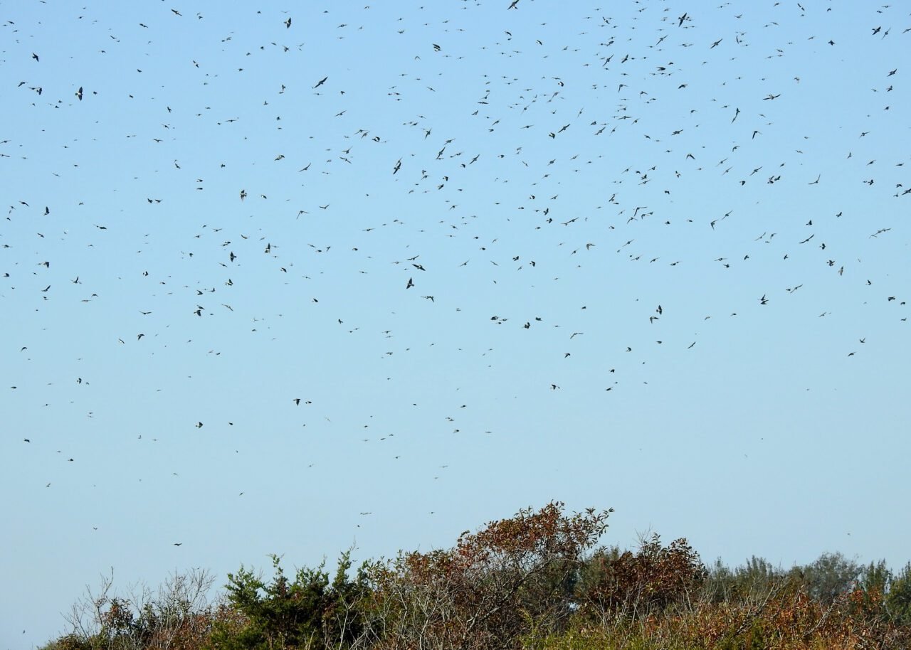 Bedford Audubon Society Extended Birding Trips