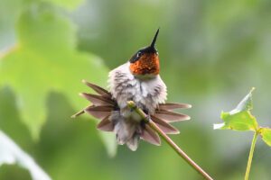 Tiny Ruby-throated Hummingbird. Monique Klares