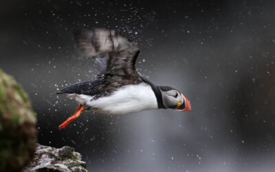 Leap into Birding: February 2024 Programs