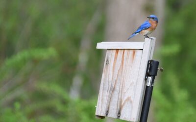 Workshop: All About Bluebirds
