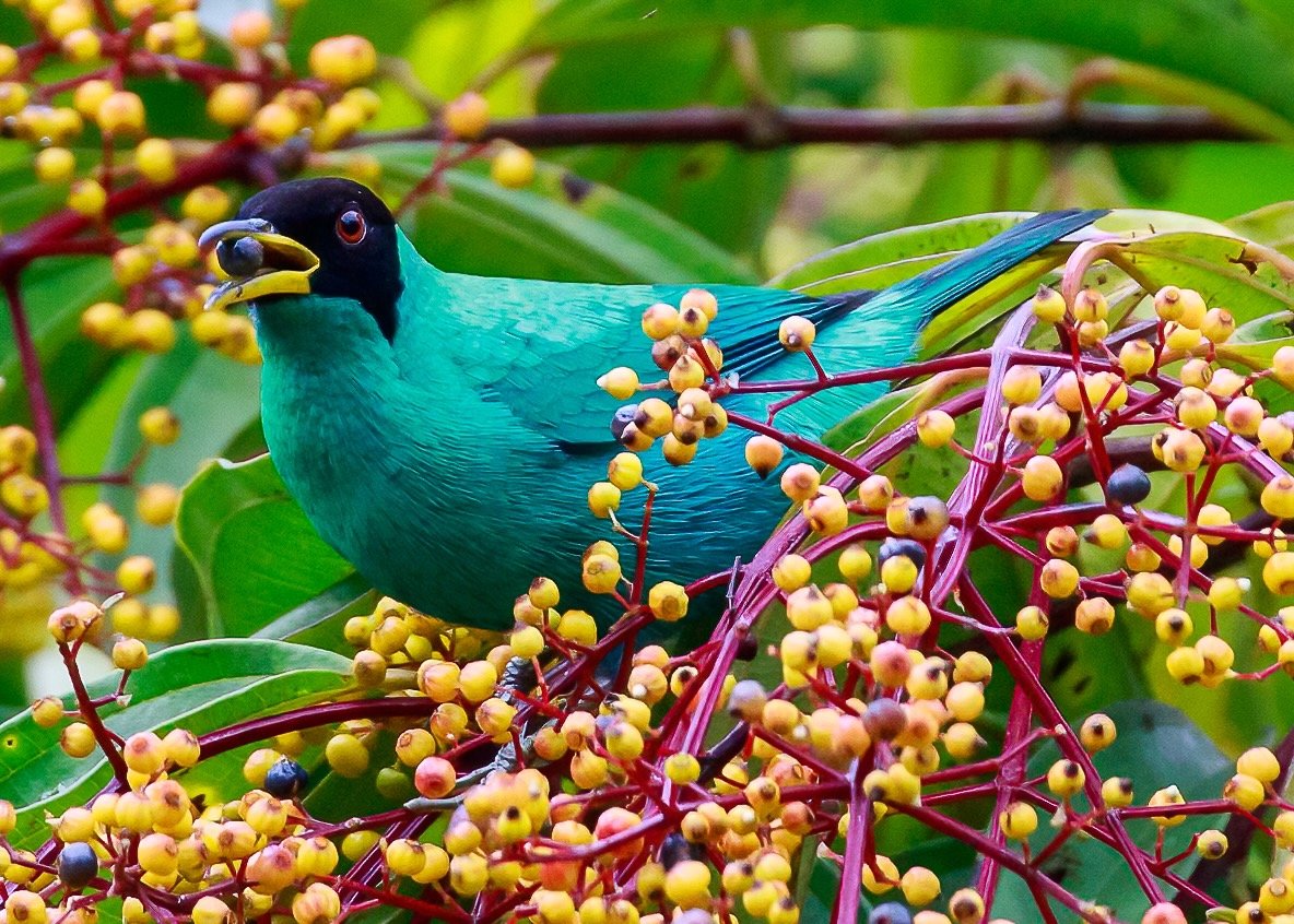 Keel-billed Toucan