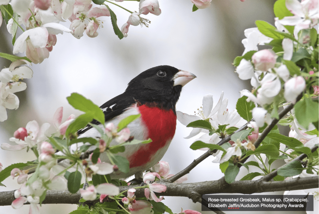 Bedford Audubon Society Mad For Migration May Programs